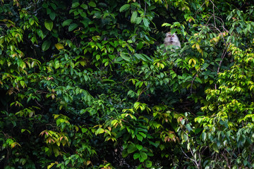 Fototapeta premium Long-tailed Macaque - Macaca fascicularis, common monkey from Southeast Asia forests, woodlands and gardens, Pangkor island, Malaysia.