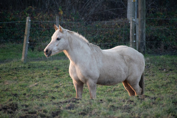 Obraz premium Horses urban farm near Brussels, Belgium