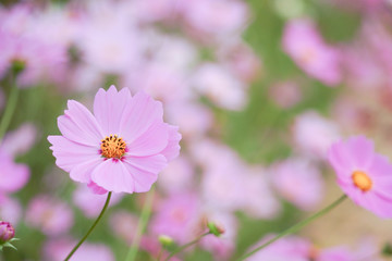 Flower field in summer.Scenery view of beautiful cosmos flower field in morning.Pink flowers field landscape