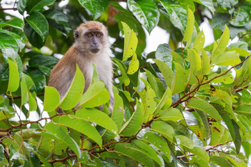 Long-tailed Macaque - Macaca fascicularis, common monkey from Southeast Asia forests, woodlands and gardens, Pangkor island, Malaysia.