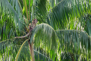 Long-tailed Macaque - Macaca fascicularis, common monkey from Southeast Asia forests, woodlands and gardens, Pangkor island, Malaysia.