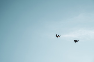 Copy space blank summer blue sky and white cloud with birds fly metaphor freedom free and fun.