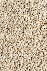 White raw aw beans background. Natural protein legume food