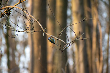 Great tit hanging upside down in a tree