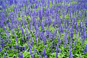 Obraz premium Blue salvia flower in the garden background. Fresh nature blue salvia splendens or scarlet sage farinacea flowers with leaves in the park field