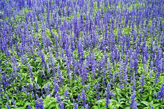 Blue salvia flower in the garden background. Fresh nature blue salvia splendens or scarlet sage farinacea flowers with leaves in the park field