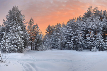 Cold trees, with branches covered with hoarfrost, under a frosty winter sky.