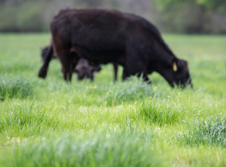 Lush ryegrass with cow in background out-of-focus