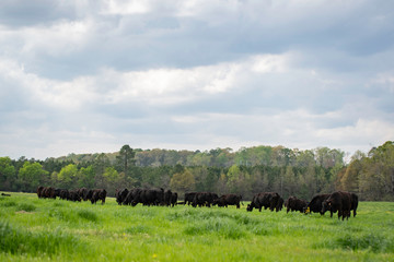 Pasture landscape with Angus herd