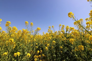 和泉リサイクル環境公園