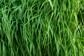 Close up of green grass background, lush vegetation wall