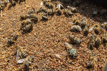 Colony collapse disorder: dead bees after wintering. Varroosis.
