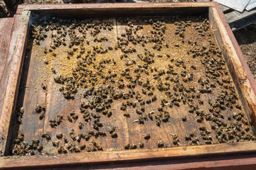 Colony collapse disorder: dead bees after wintering. Varroosis.