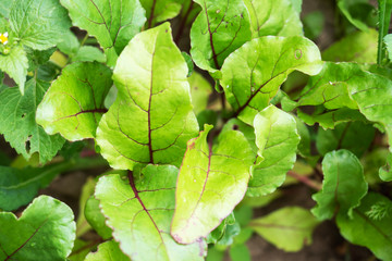 Young green leaves of the beets growing in the garden.