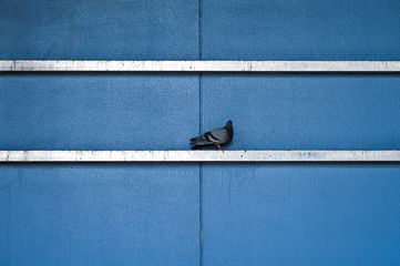 pigeon on the blue wall