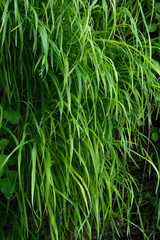 Close up of green grass background, lush vegetation wall
