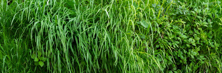 Close up of green grass background, lush vegetation wall