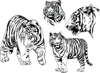 set of vector drawings on the theme of predators tigers are drawn by hand with ink tattoo logos