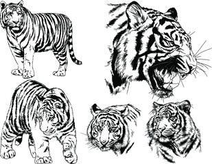 set of vector drawings on the theme of predators tigers are drawn by hand with ink tattoo logos