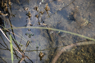 Everglades National Park, Florida