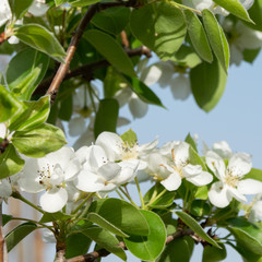 Obraz na płótnie Canvas Close up of blossom pear branch, floral branch