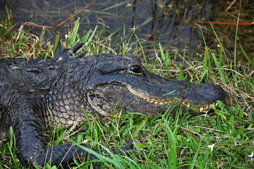 Alligator in Everglades National Park, Florida