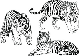 set of vector drawings on the theme of predators tigers are drawn by hand with ink tattoo logos