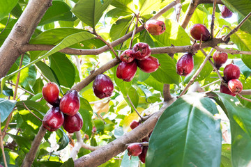 Mamiew Pomerac rose apple fruit on tree, Red ripe Malay Apple fruit on tree branch with green...