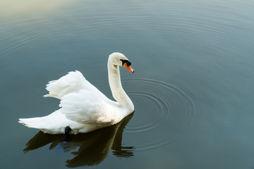 Mute Swan in lake background. White swan swimming on water. (Cygnus olor)