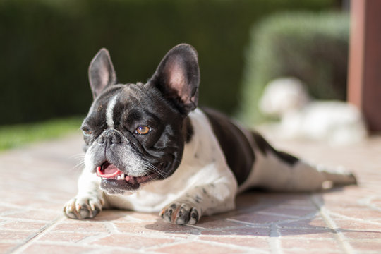 Picture of a French Bulldog who is lying on the terrace, shallow DOF.