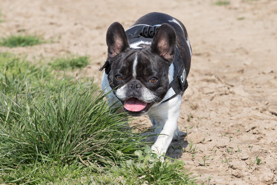 Picture of a French Bulldog who is running in the yard on the grass.dng