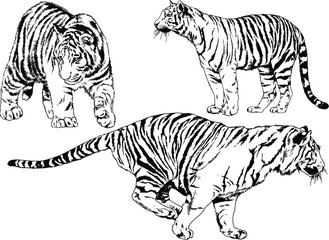 set of vector drawings on the theme of predators tigers are drawn by hand with ink tattoo logos