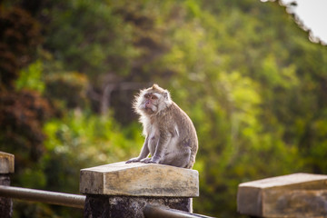 singe