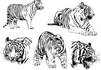 set of vector drawings on the theme of predators tigers are drawn by hand with ink tattoo logos