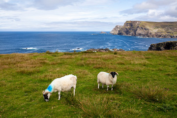 Fototapeta premium Ovejas en la costa oeste de Irlanda. Wild atlantic way.