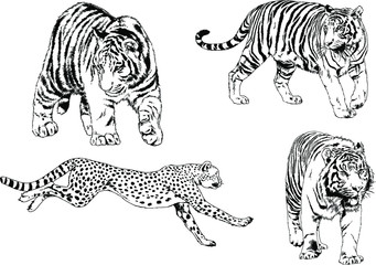 set of vector drawings on the theme of predators tigers are drawn by hand with ink tattoo logos