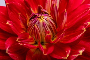 Red dahlia flower isolated on white background