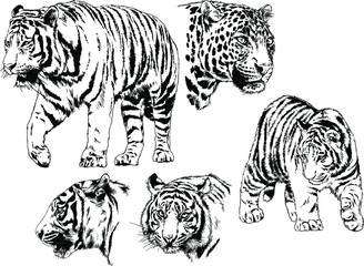 a set of vector drawings of various predators , tigers and lions, drawn in ink by hand, realistic for the logo