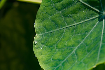 waterdrops on a green leaf of a nasturtium