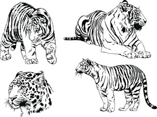 a set of vector drawings of various predators , tigers and lions, drawn in ink by hand, realistic for the logo