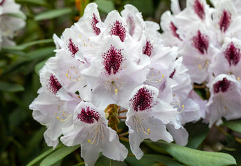 Blooming white flowers of Rhodenron. A great decoration for any garden