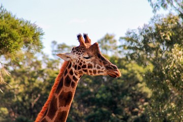World’s tallest (living) land animal.