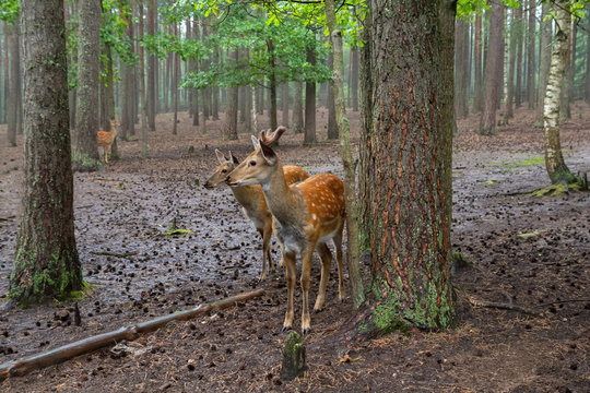 Spotted deer Cervus nippon in their natural habitat, Belarus. Wildlife and animals photos. Rainy foggy day in the forest.
