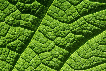 Closeup of green leaves texture background