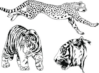 a set of vector drawings of various predators , tigers and lions, drawn in ink by hand, realistic for the logo