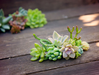 set of different succulents on a wooden background