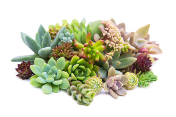 set of different succulents on a light background