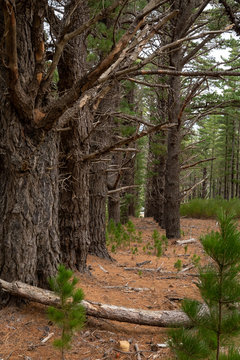 Pine forest with brown buttom and green trees