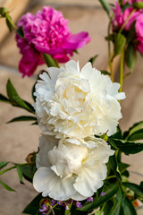 bud of pink and white peony flower in garden
