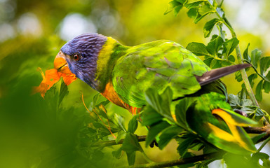 A rainbow lorikeet eating flowers in the garden